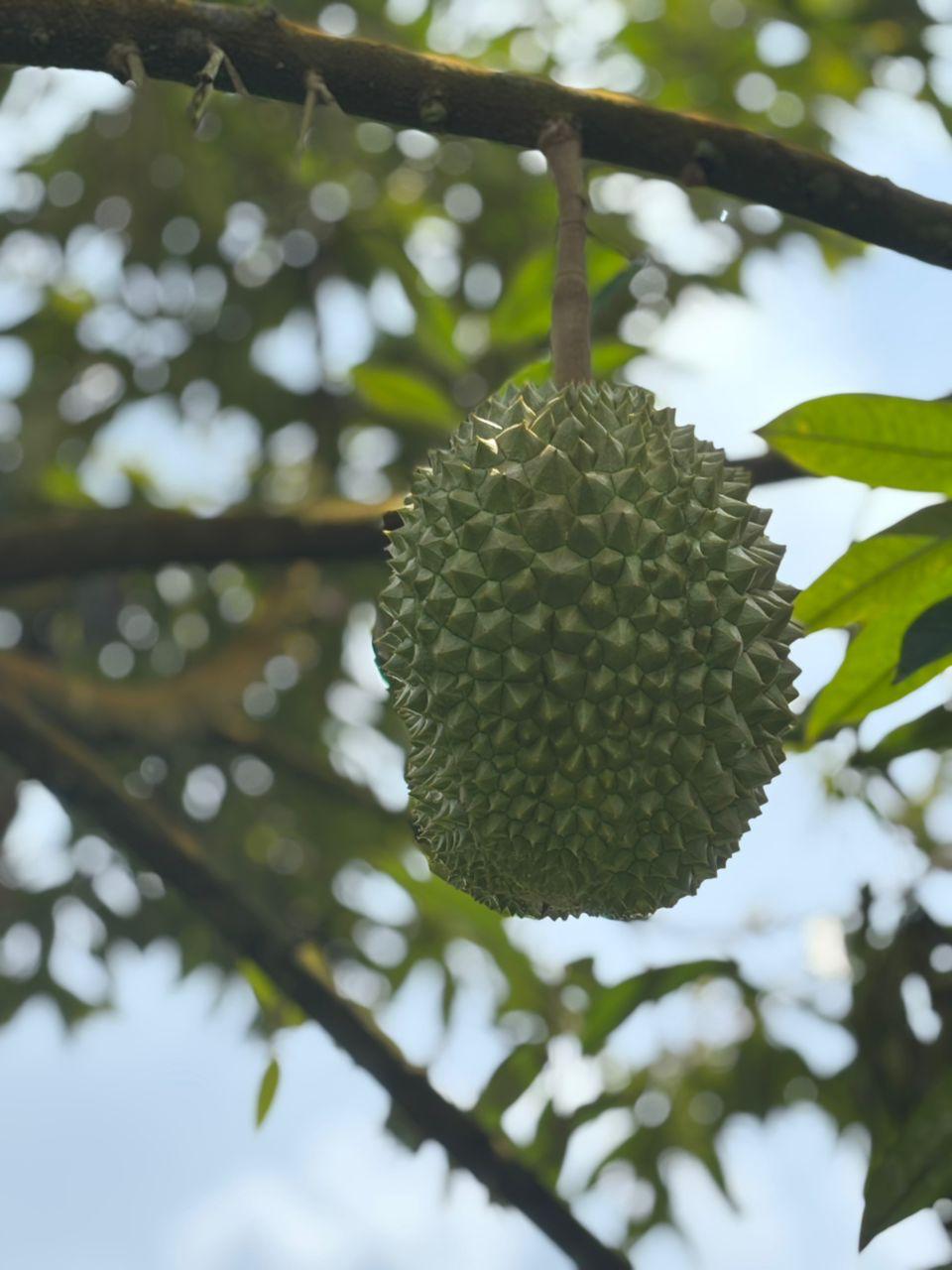 Durian Musang King dari Ladang Milik Koperasi TNB - Image 2